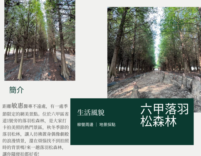 【在地寫讀專欄】六甲落羽松森林：網美景點好好拍